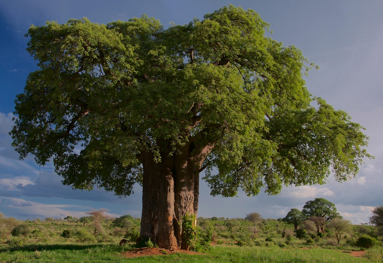 tree-6880117_1280